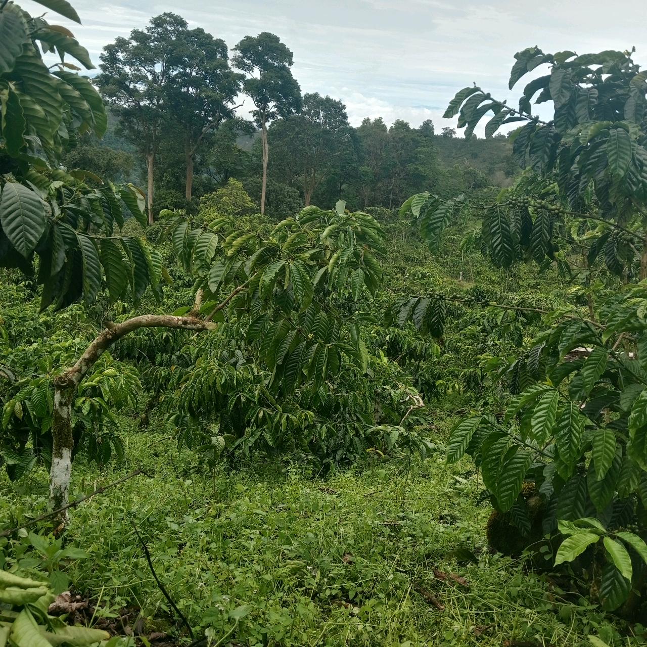 cmp_1776409595527.jpg