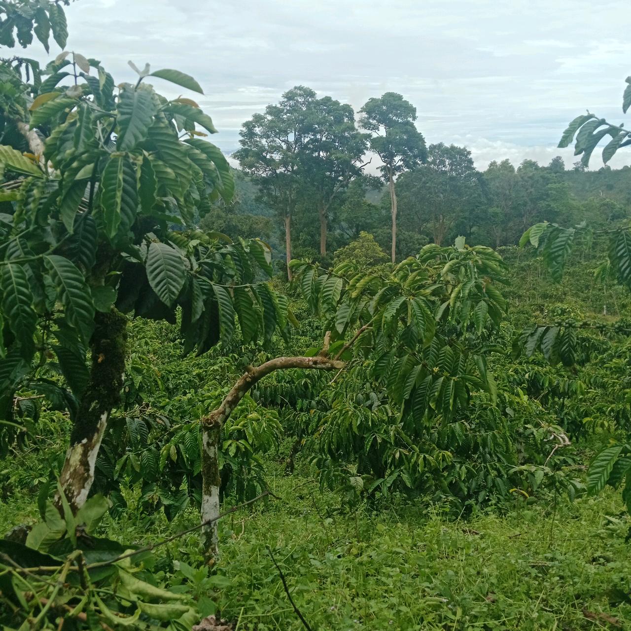 cmp_1776409598513.jpg