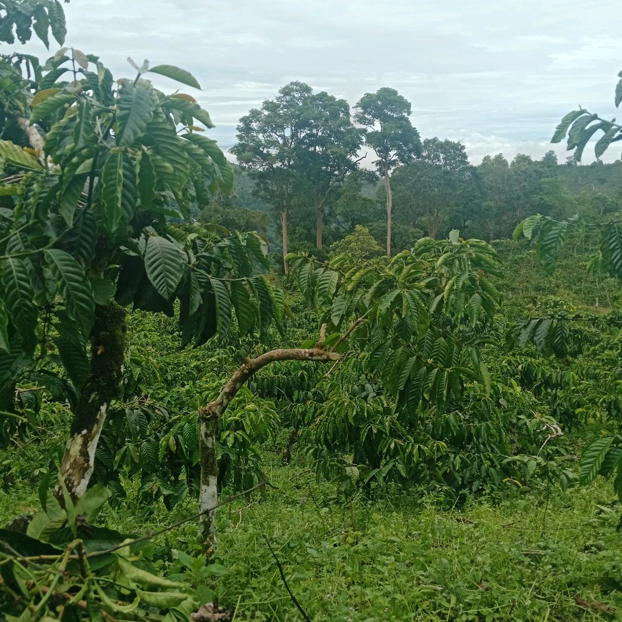 cmp_1776409601414.jpg