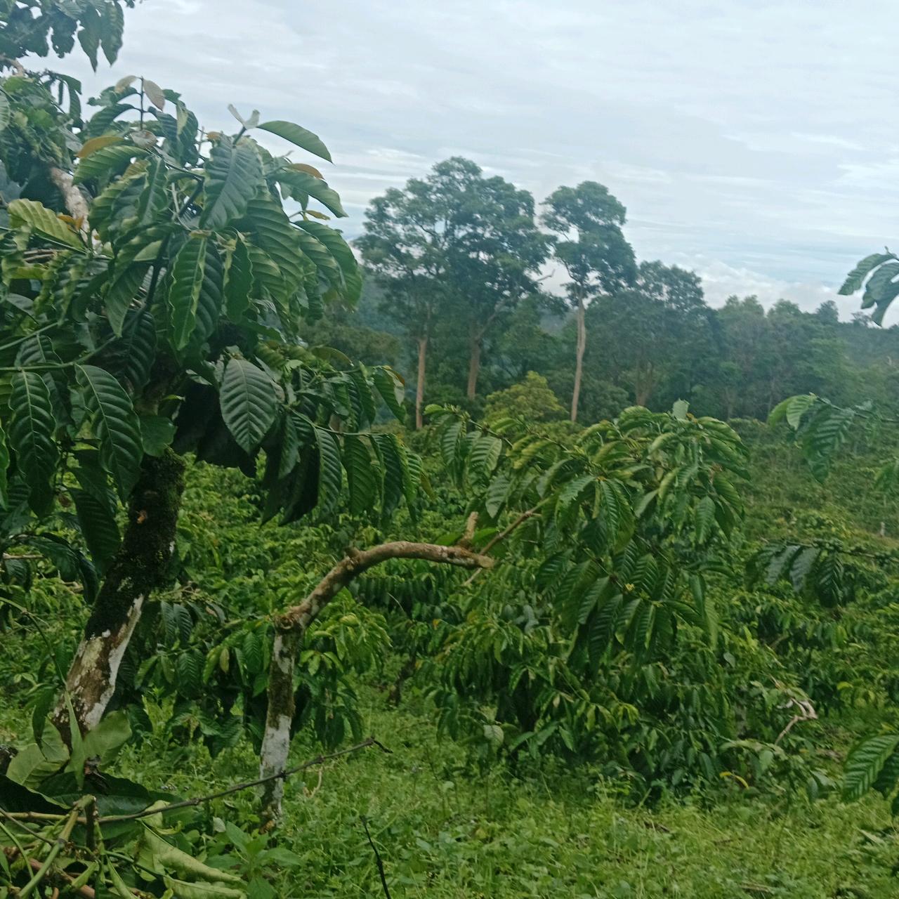 cmp_1776409604027.jpg